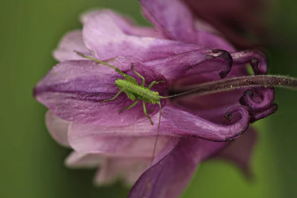 绿蚱蜢坐在紫色的花朵上 — 图库照片