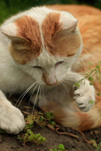 Portrait Cute Fluffy Cat — Stock Photo, Image