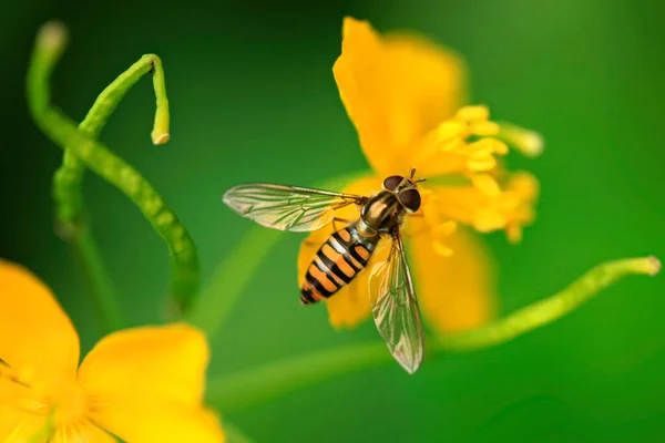 Striped Fly Sitting Flower — Stock Photo, Image