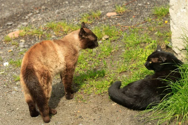 Δύο Γάτες Που Κάθονται Στο Έδαφος — Φωτογραφία Αρχείου