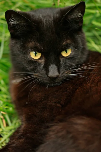 Retrato Gato Preto Sentado Grama — Fotografia de Stock