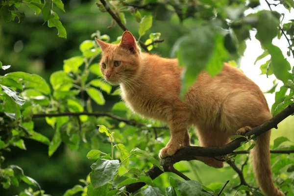 Retrato Gato Rojo Sentado Árbol — Foto de Stock