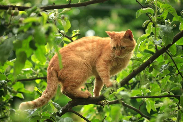 Retrato Gato Rojo Sentado Árbol — Foto de Stock