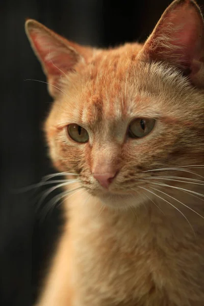 Retrato Gato Vermelho Sentado Árvore — Fotografia de Stock