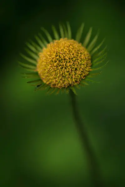 Jolie Fleur Sur Fond Vert — Photo