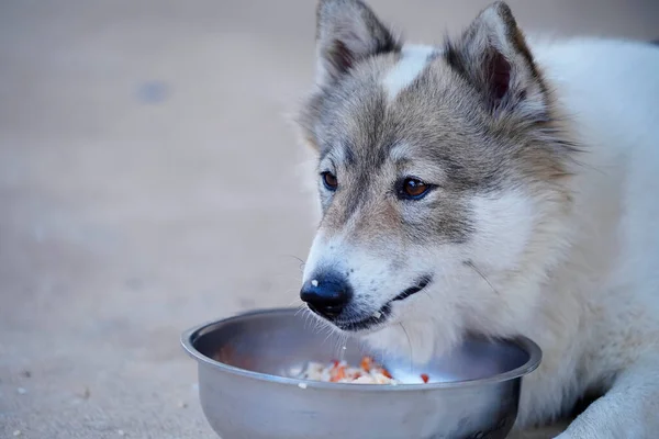 犬が寝そべってご飯の上にご飯の種の棒を乗せて — ストック写真