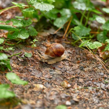 Bizon ve bufalo içinde Moscow region, Rusya Federasyonu için rezerv.