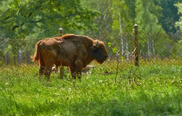 Reserve for bison and buffalo in the Moscow region, Russia. — Stock Photo, Image