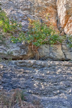 Kırım Yarımadası'nın manzaralar.