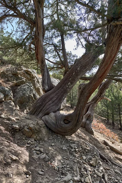 Kırım Yarımadası'nın manzaralar. — Stok fotoğraf