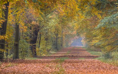 Sarı kayın ağaçları ile sonbahar lane