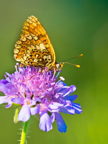 Schmetterling wärmt seine Flügel in der Sonne — Stockfoto