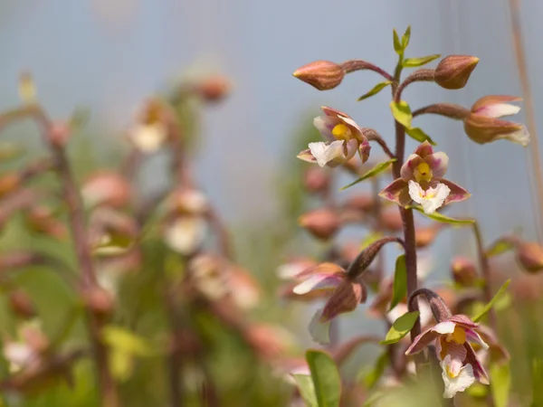 Flowers of wild orchid — Stock Photo, Image