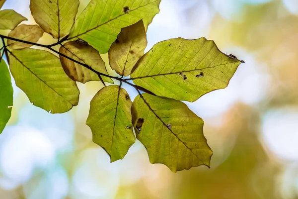 Folhas de outono de faia europeia em cores brilhantes — Fotografia de Stock