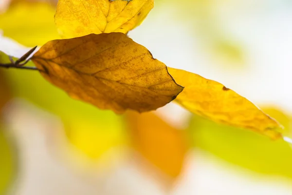 Фон цветных осенних листьев бука — стоковое фото
