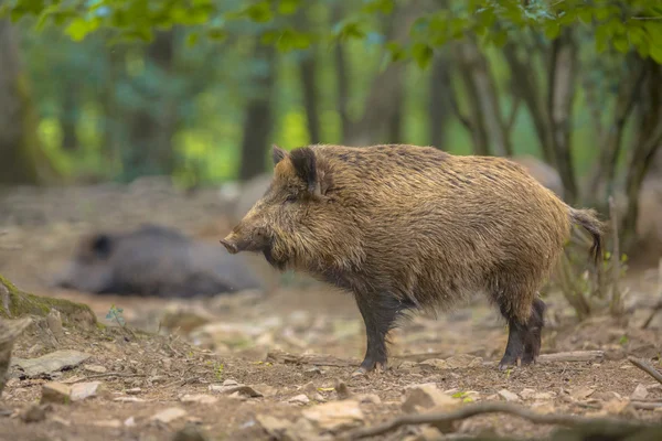 Cinghiale nella foresta — Foto Stock