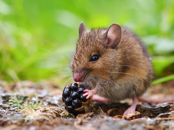 Wild field mouse eating blackberry — Stock Photo, Image