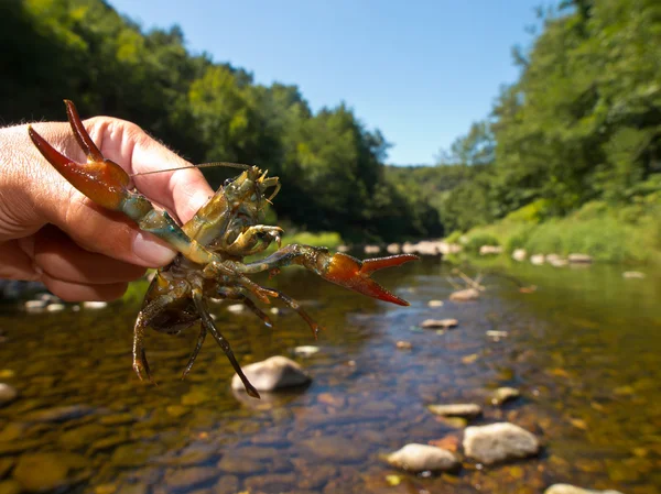 European broad-fingered Crayfish — Stock Photo, Image