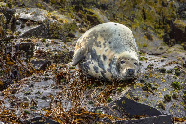 Atlantic Grey Seal — Stock Photo, Image