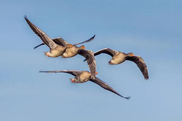 Migracja Greylag Geese — Zdjęcie stockowe
