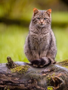 Şirin Avrupa vahşi kedi ile distictive kuyruk
