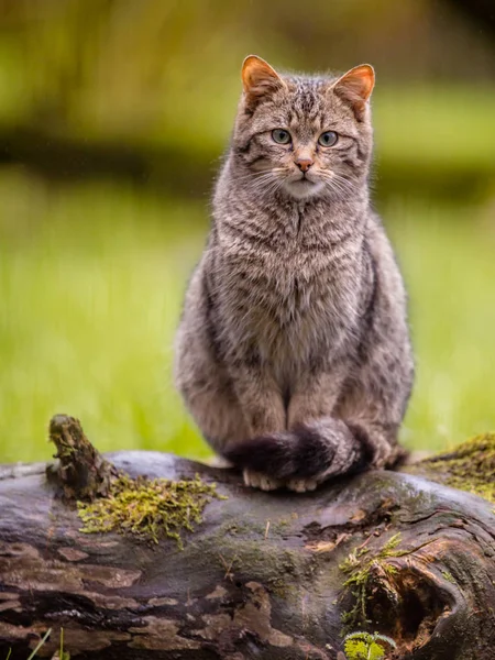 Симпатичная европейская дикая кошка с хвостом — стоковое фото