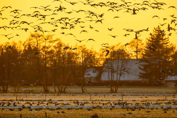 Flock gäss vid solnedgången letar efter säker rost plats — Stockfoto