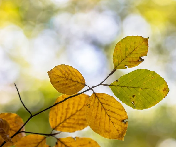 Kleurrijke Autum bladeren van beuken — Stockfoto