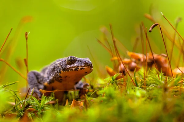 Mannelijke Alpine Newt lopen door een veld van Moss — Stockfoto