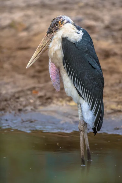 Marabou cegonha no rio — Fotografia de Stock