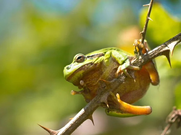 Wild Treefrog in vegetation — Stock Photo, Image