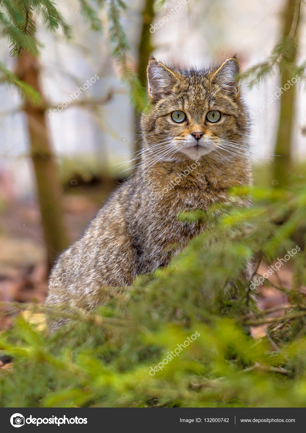 Ritratto Sveglio Del Gatto Selvatico Europeo Foto Stock