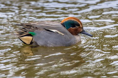 Uyuyan erkek Avrasya deniz mavisi