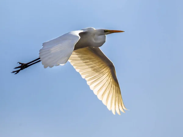 Voando grande egret — Fotografia de Stock