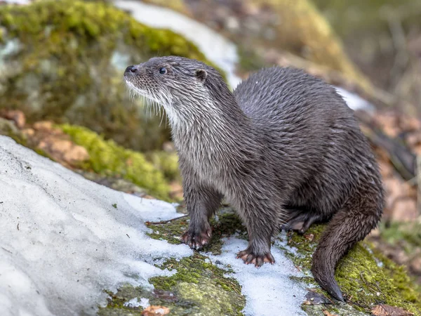 Europese Otter op oever van rivier — Stockfoto