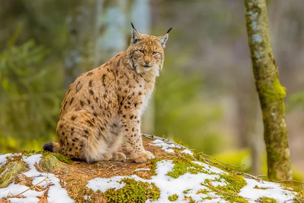 Habitat da floresta de Lynx lin eurasiático — Fotografia de Stock