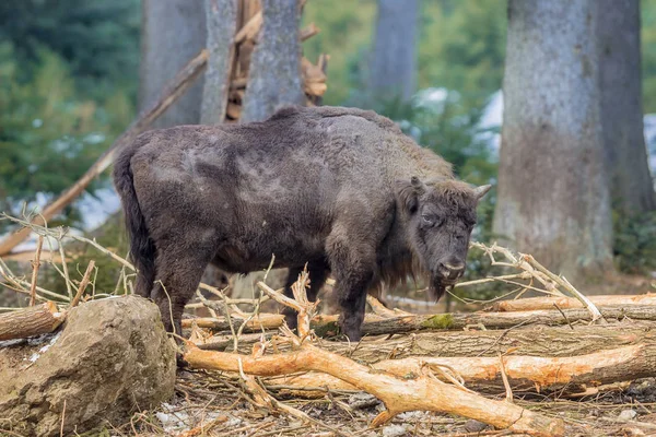 Wisent foraging in the forest — Stock Photo, Image