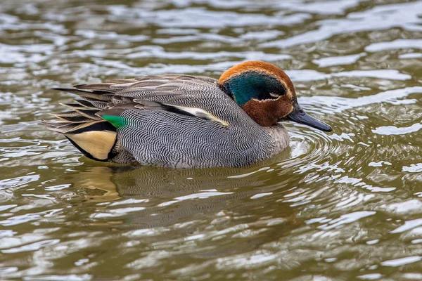 Uyuyan erkek Avrasya deniz mavisi