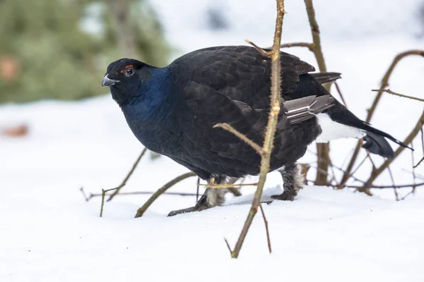 Tétras noir dans la neige — Photo