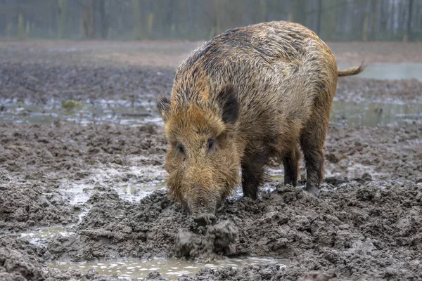 Feeding Wild Boar — Stock Photo, Image