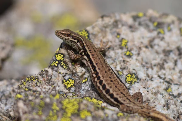 Lézard mural commun — Photo