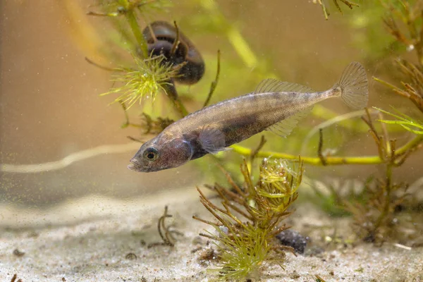 Swimming European Freshwater Fish Ninespine Stickleback protecti — Stock Photo, Image