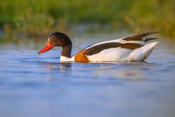 Weibchen auf Nahrungssuche — Stockfoto