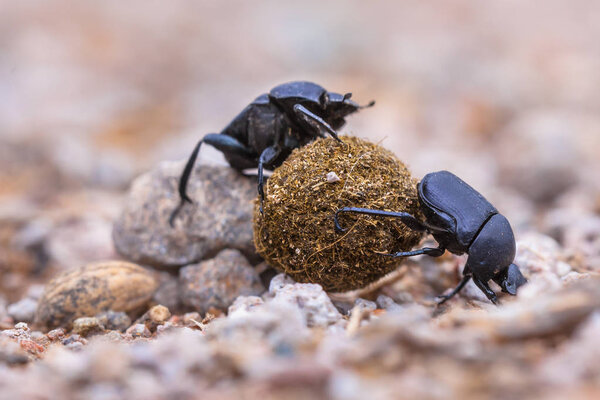 Two strong dung beetles