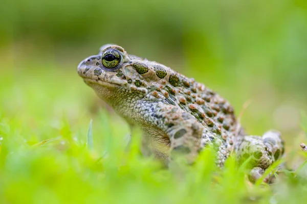 Зеленая жаба в траве — стоковое фото