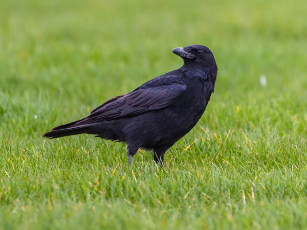 Corbeau noir sur fond d'herbe verte — Photo