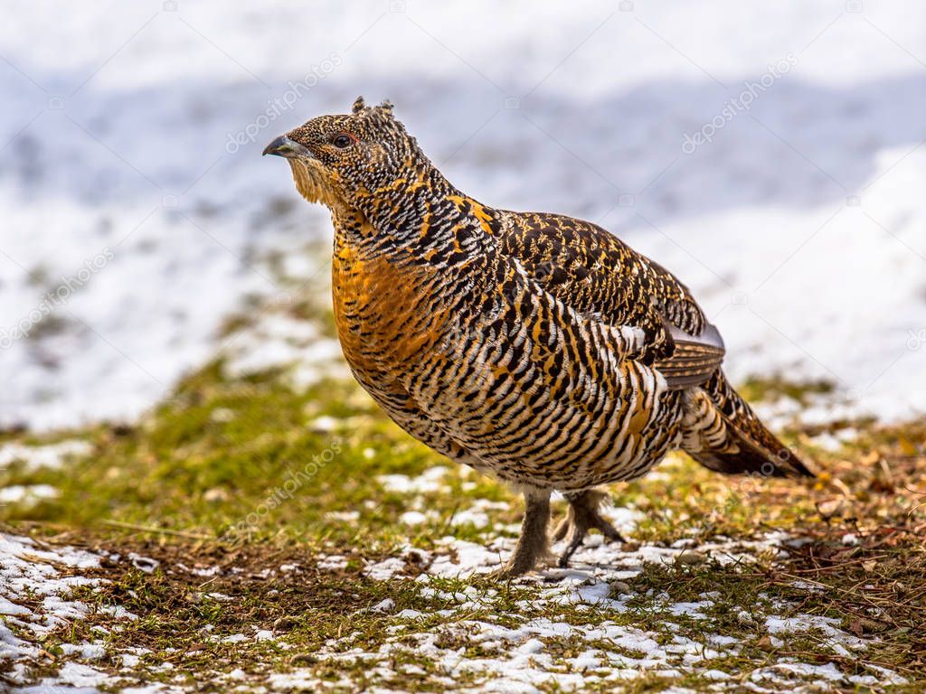 Female Western capercaillie on snowy field