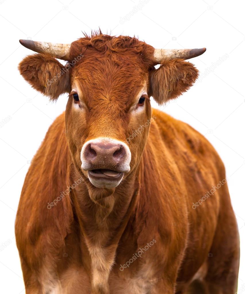 Adorable Cow on white