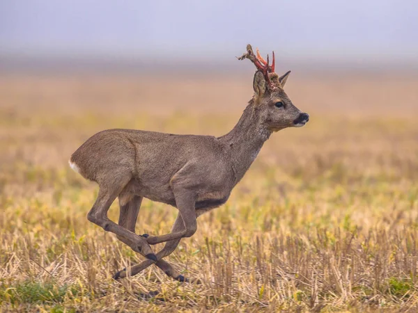 Cervos Roe correndo — Fotografia de Stock