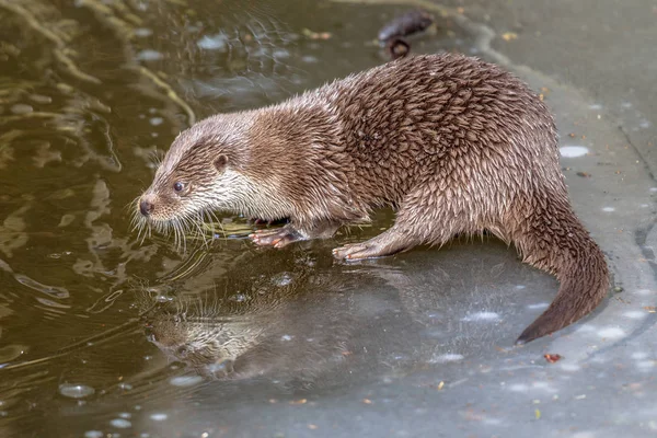 Fischotter auf gefrorenem Fluss — Stockfoto